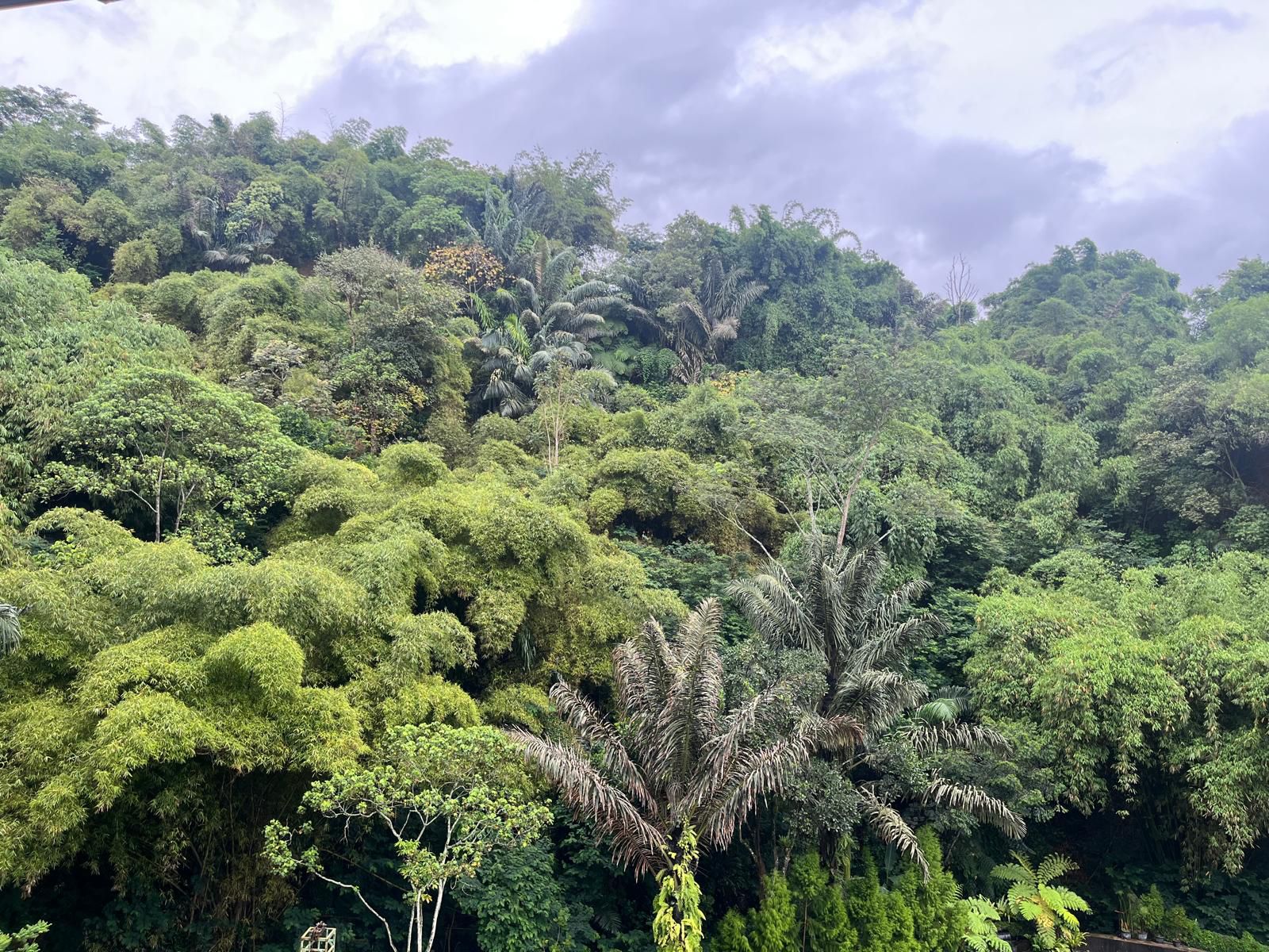 luxury tropical forest in Bandung
