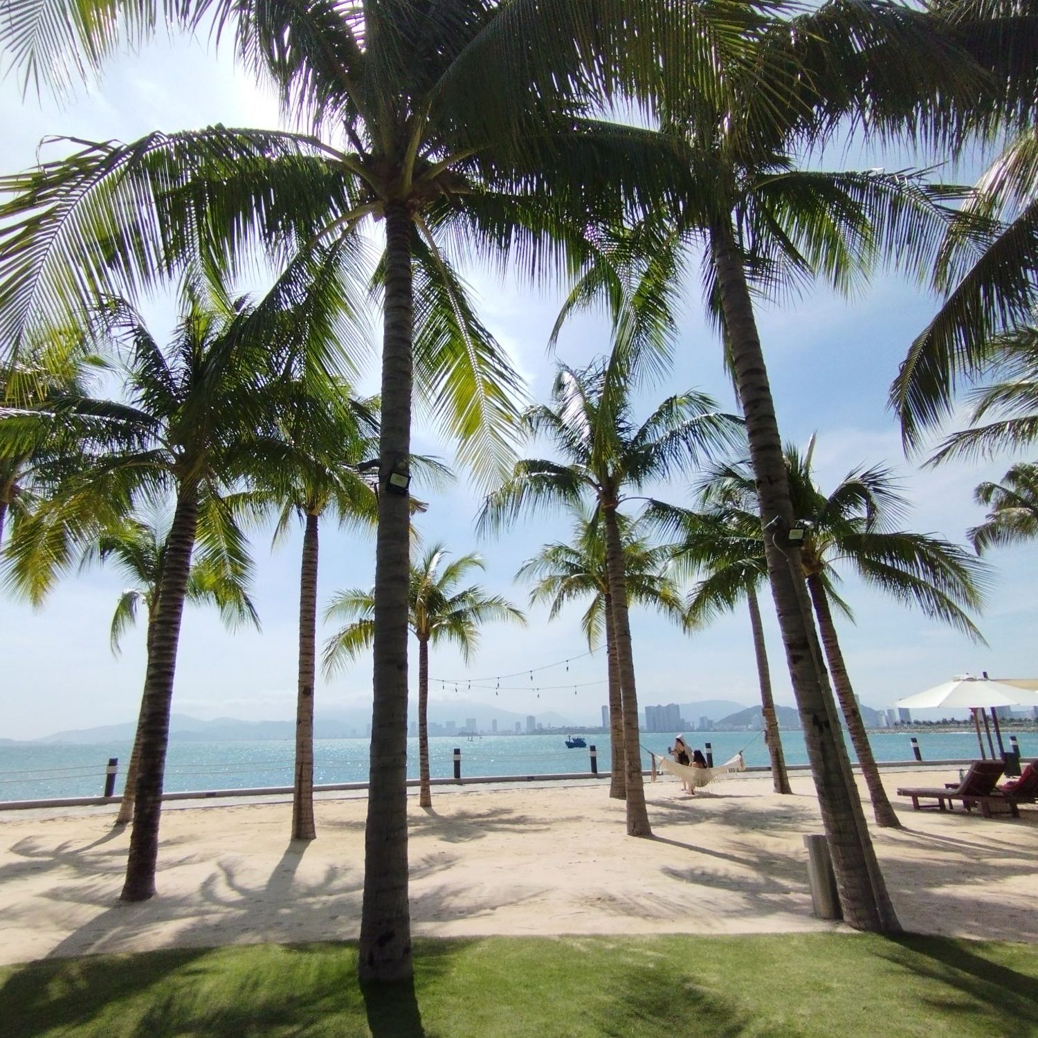 palm trees in nha trang vietnam